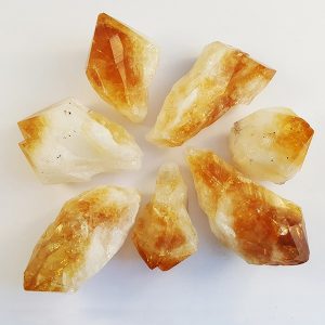 Selection of Citrine Teeth (large) - orange points in a circle facing outwards - on a white background