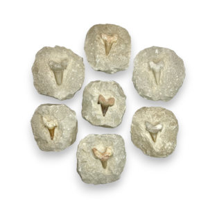 A group of seven Shark Tooth in Matrix - lumps of Beige sandstone with a single, large, yellow shark tooth embedded into the rock