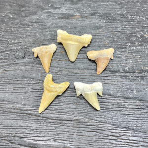 Group of Otodus shark teeth - off white with very light brown shades on a black board