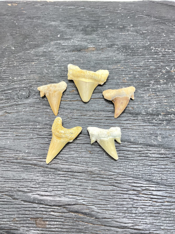 Group of Otodus shark teeth - off white with very light brown shades on a black board